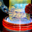 Small image 7