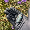 Small image 5