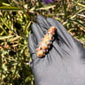 Small image 6