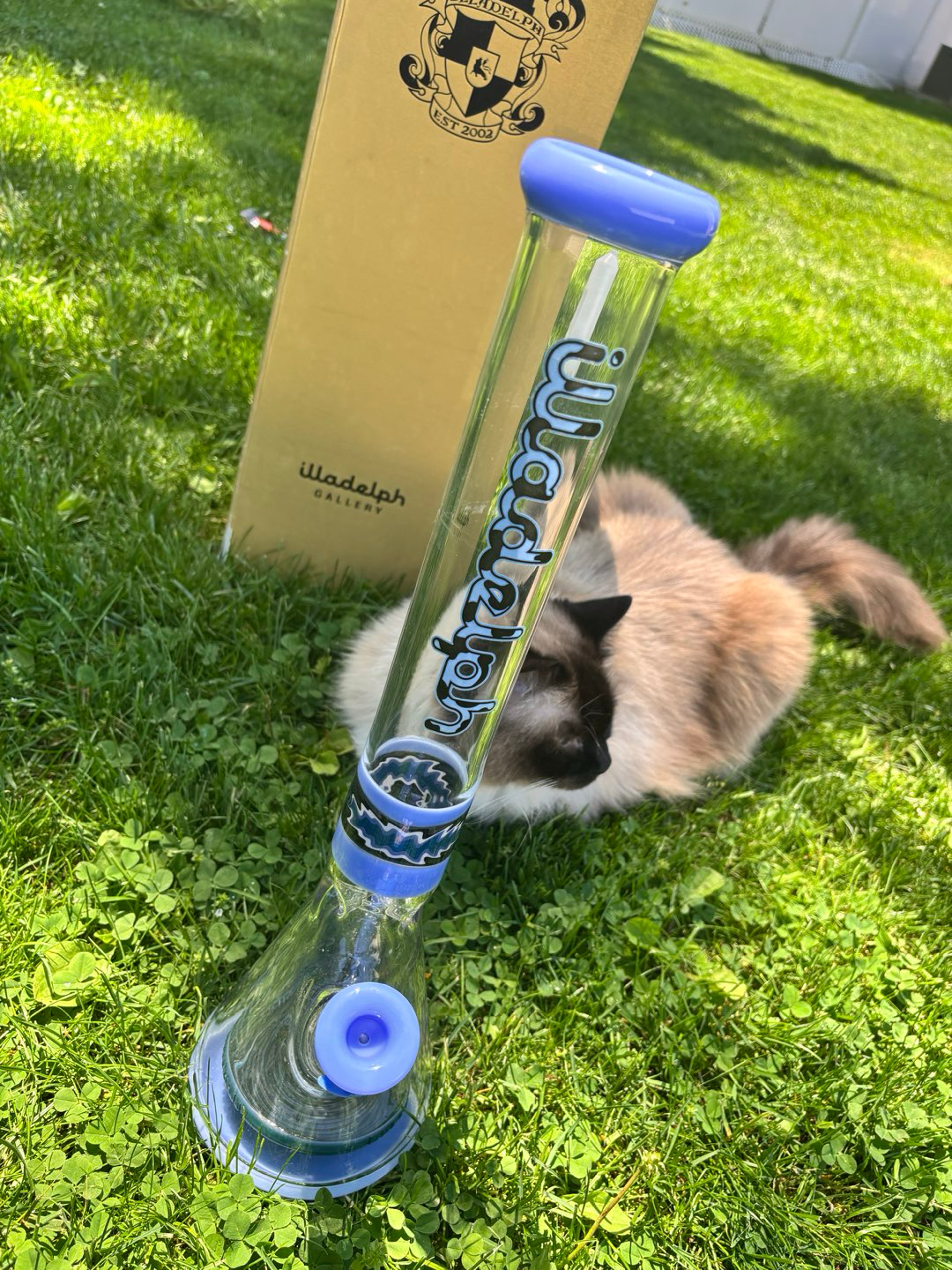 Preview pic of Illadelph Blue Cow x Raul Sheep Worked Collins