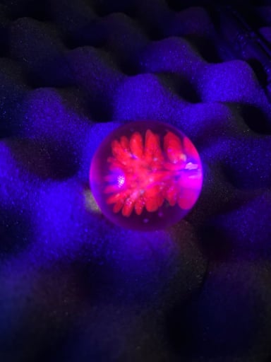 Preview pic of Punk Cadillac implosion marble