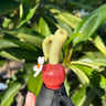 Small image 3