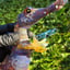 Small image 7