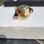 Small image 8
