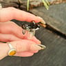 Small image 2