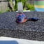 Small image 6