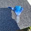 Small image 8