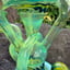 Small image 5
