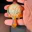 Small image 6