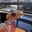 Small image 7