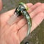 Small image 2
