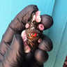 Small image 1