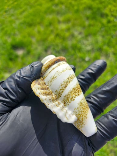 Preview pic of HARDMAN ART GLASS SEA SHELL PIPE