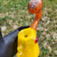Small image 9