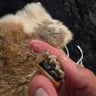 Small image 4