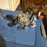Small image 1