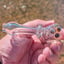 Small image 6