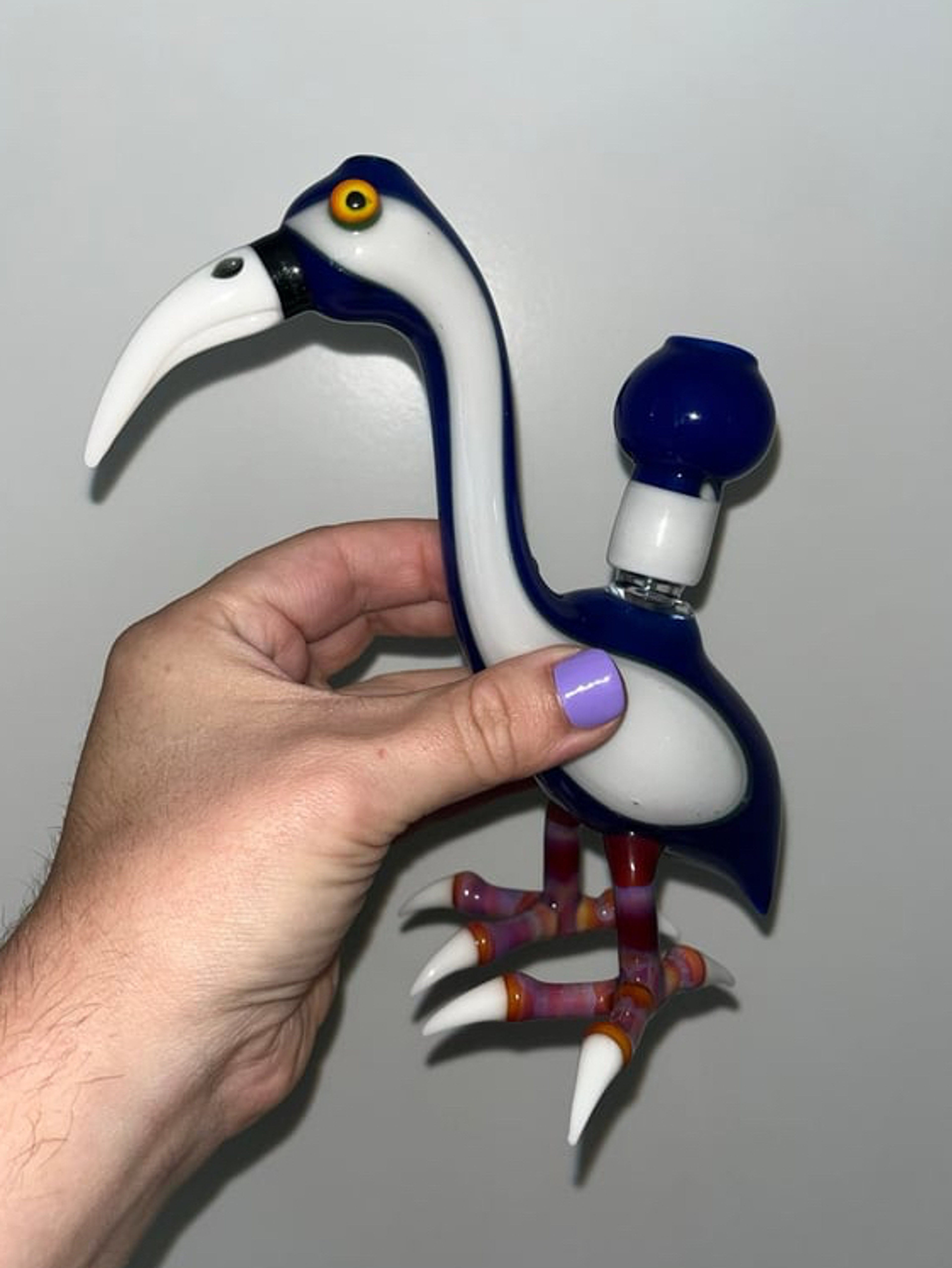 Preview pic of Burtoni kiwi bird