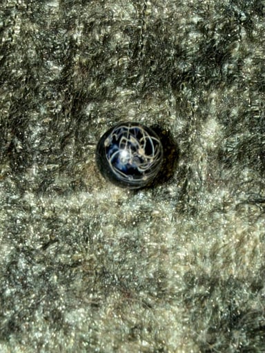 Preview pic of Congruent terp pearl