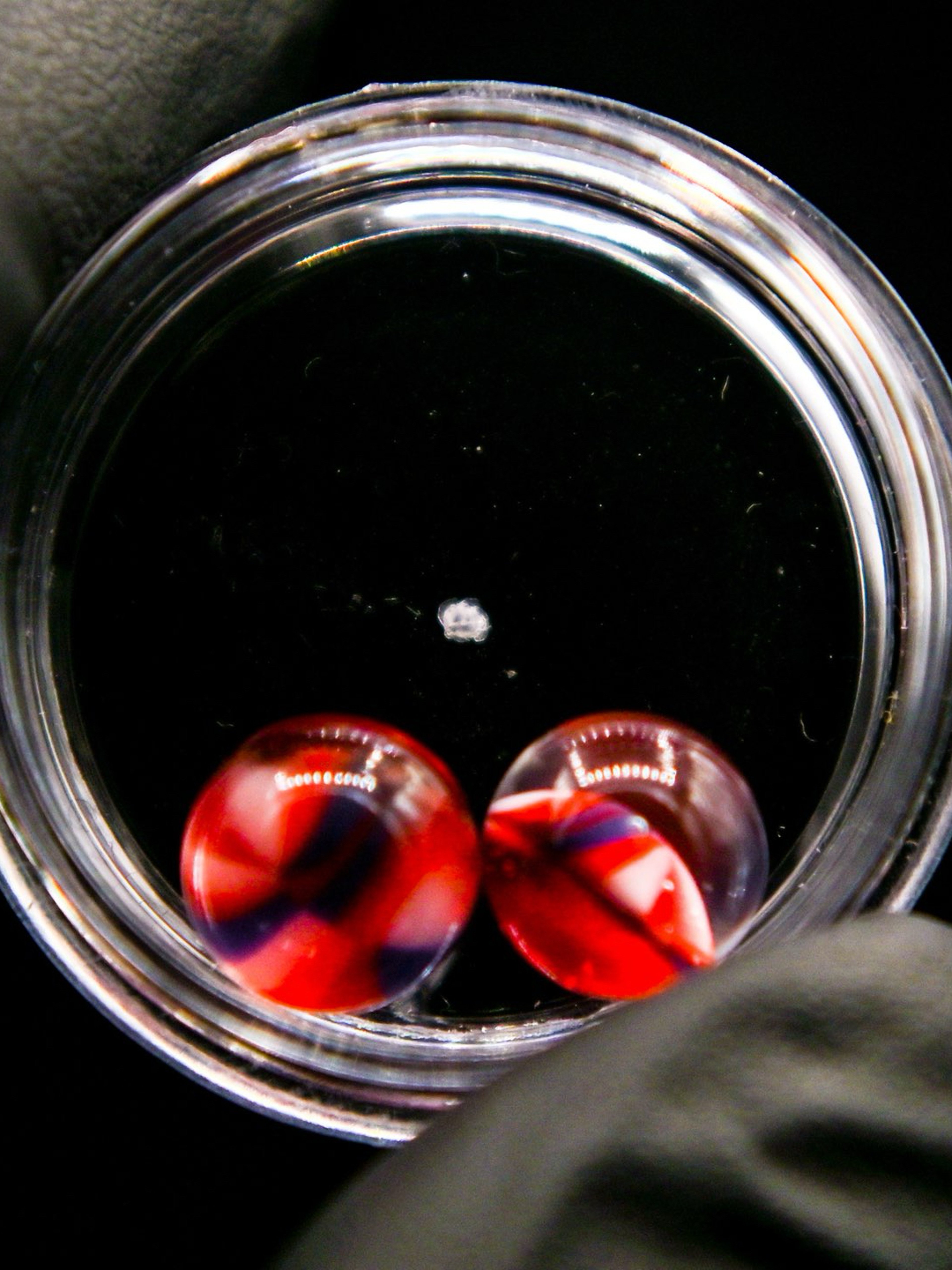 America Millie 8mm terp pearl set image 0