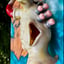 Small image 6