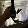 Small image 4