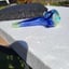 Small image 9