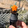Small image 5