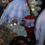 Small image 6