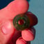 Small image 8
