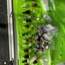 Small image 0