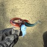 Small image 1
