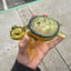 Small image 8