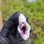 Small image 5