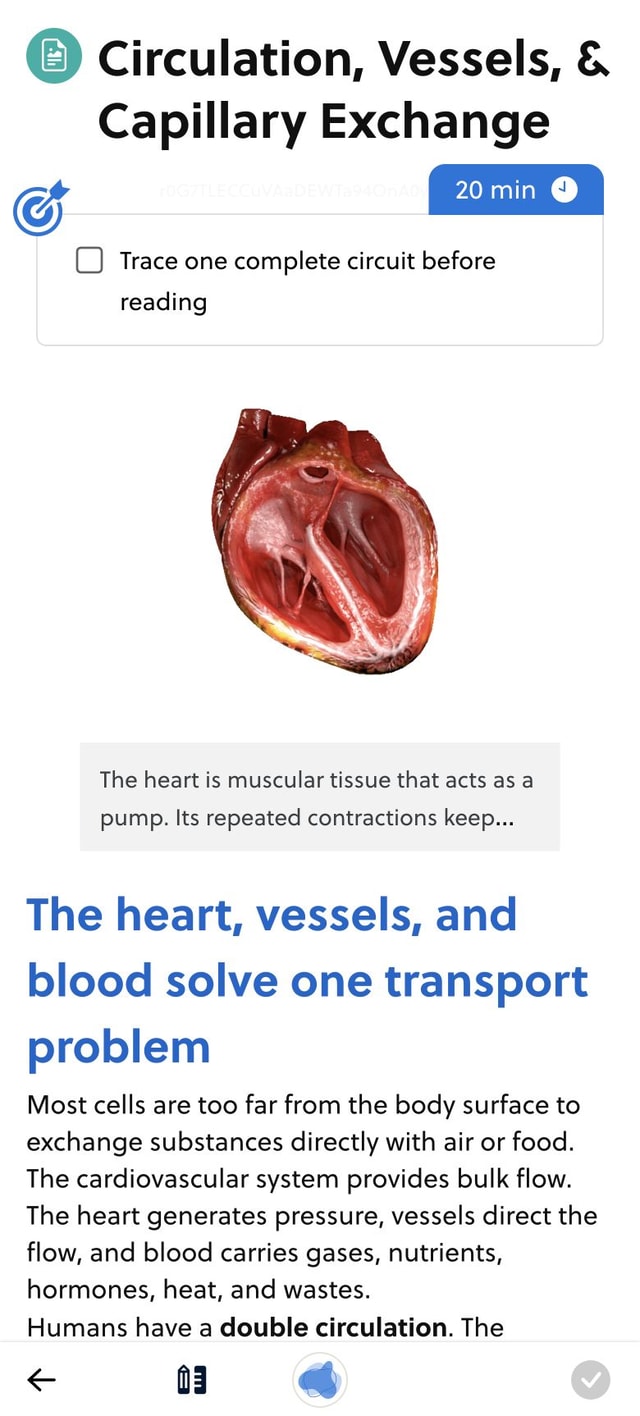 Circulation lesson with a 3D heart model on mobile