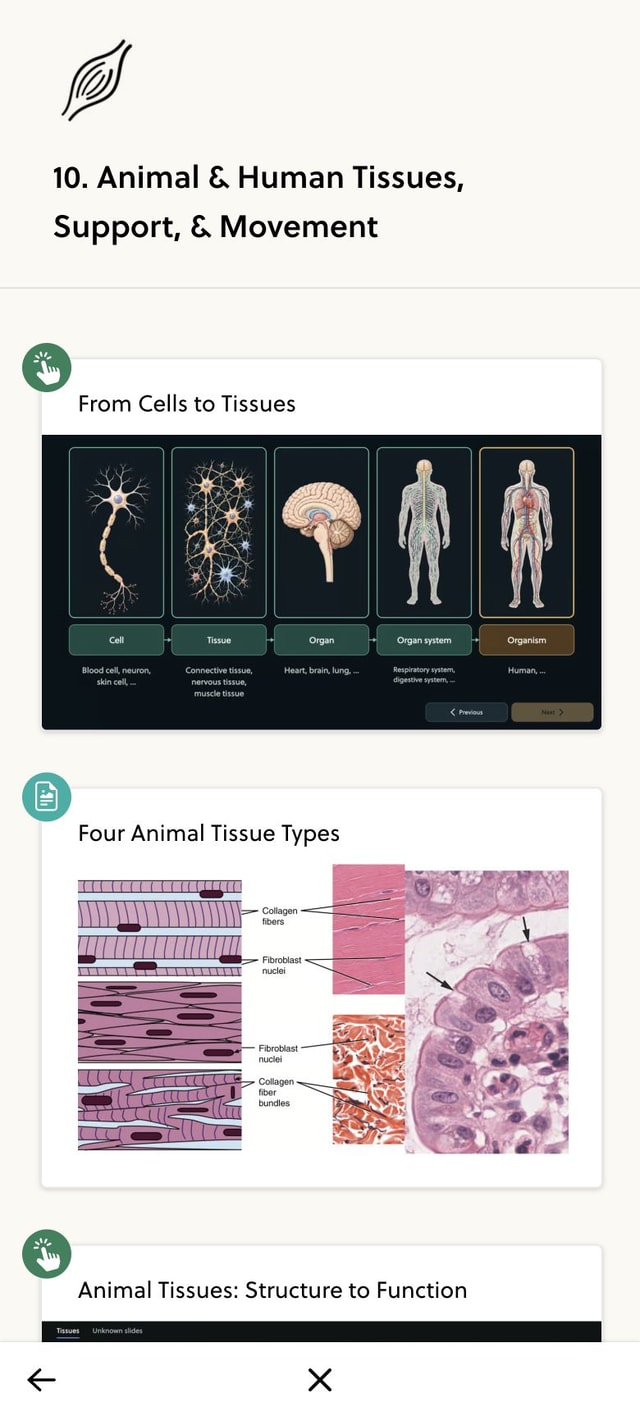 Tissues lessons and histology diagrams on mobile