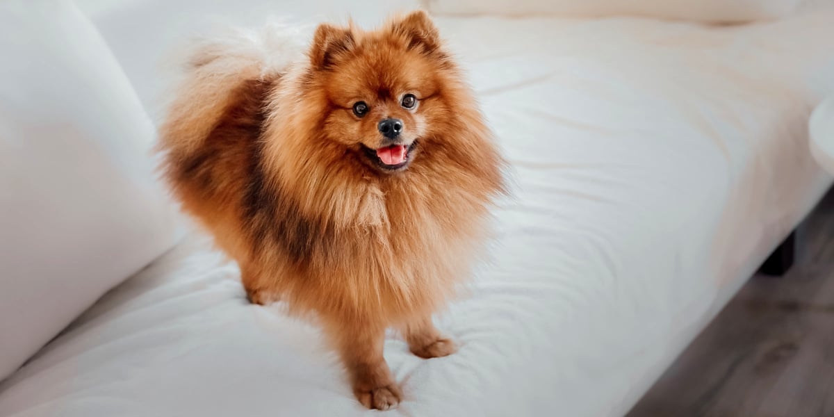Waggel Blog Small Dog Breeds UK The Top 10 Small Dog Breeds