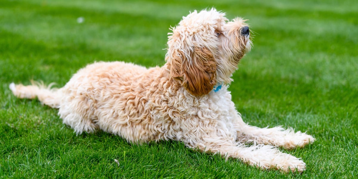 Waggel Blog Poodle Cross Breeds Top 10 Poodle Crosses