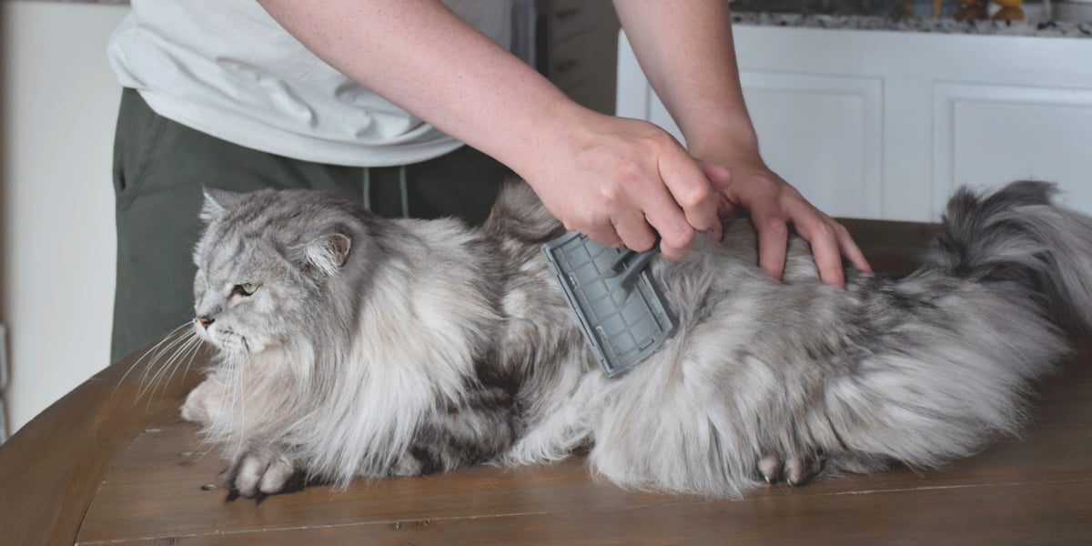 Waggel Blog Cat Grooming Guide Tips to Groom Your Cat