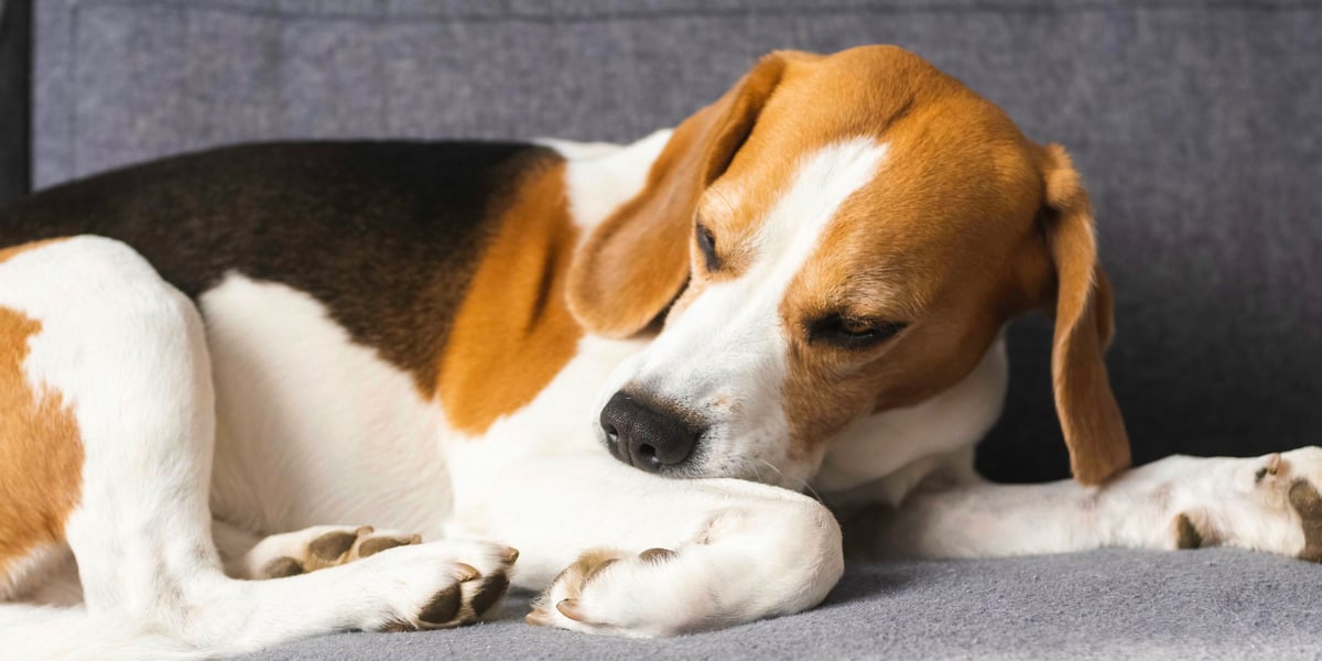 Waggel Blog Antiseptic Cream for Dogs Can I Use Antiseptic Cream?