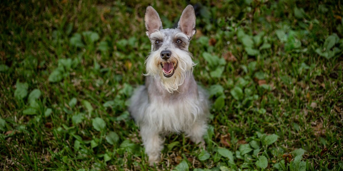 Waggel Blog Dogs That Don't Shed Dog Breeds With Little to No Shedding