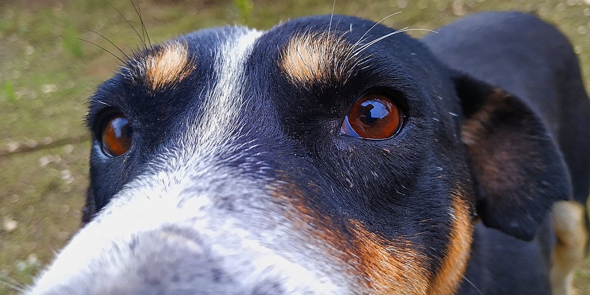 Can Dogs Only See Black And White