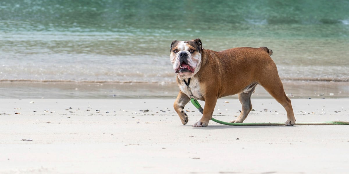 Waggel Blog Most Expensive Dog Breeds Highest Costs among the