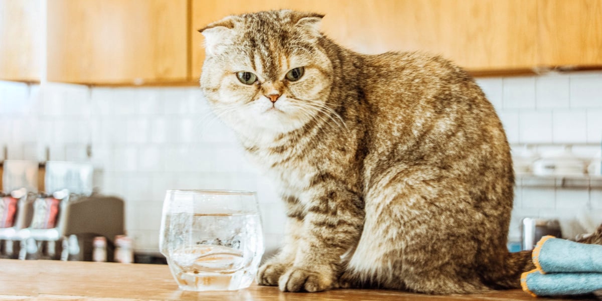 Waggel Blog Cat Drinking a Lot of Water Why is My Cat So Thirsty?