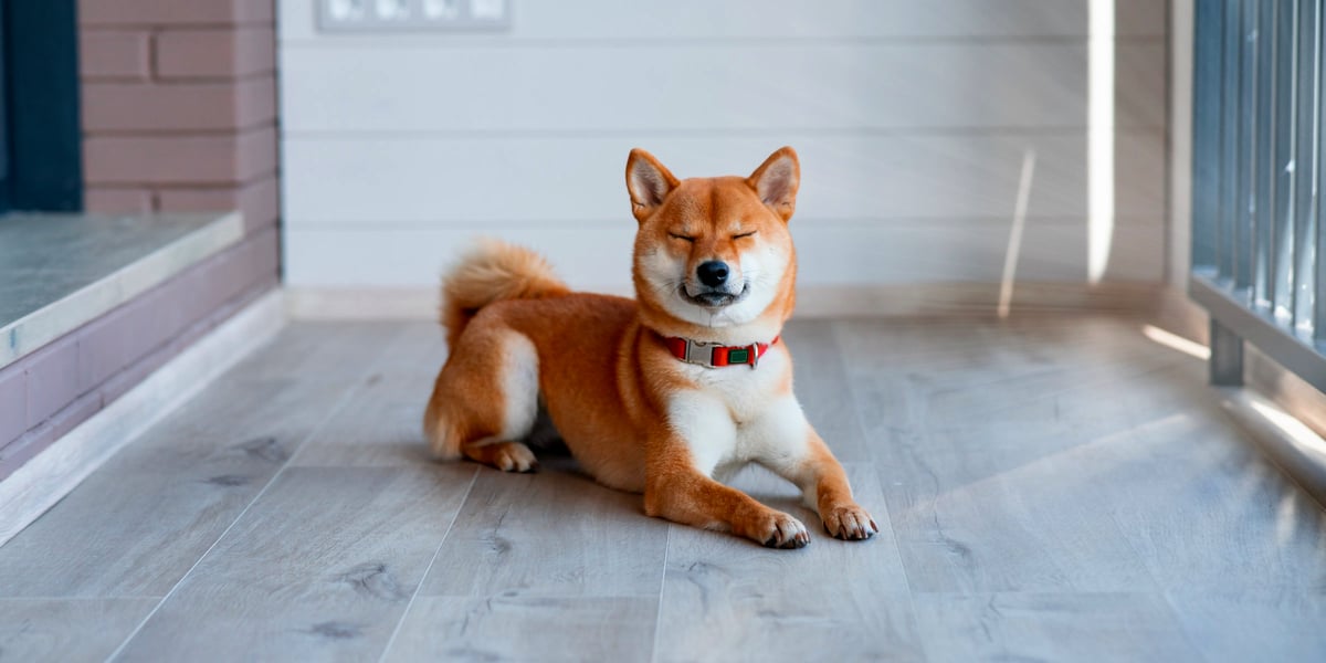 waggel-blog-dogs-with-pointy-ears-dog-breeds-with-pointed-ears