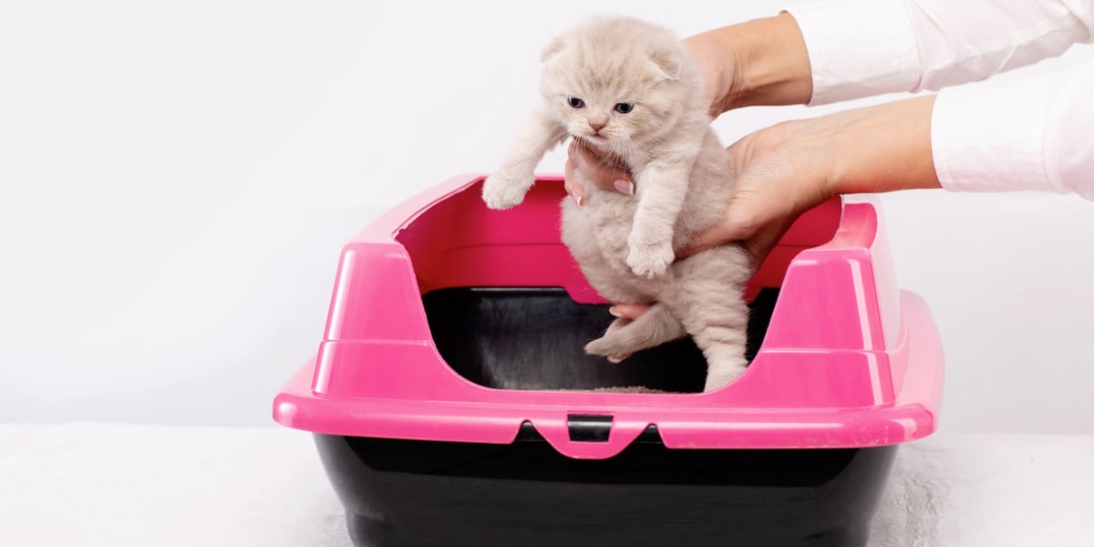 Waggel Blog How to Stop a Cat From Peeing in the House Waggel Tips