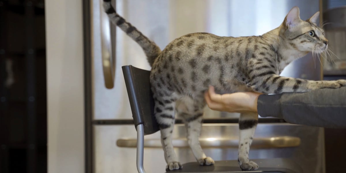 Waggel Blog Biggest Domestic Cats What Are the Largest Cat Breeds?