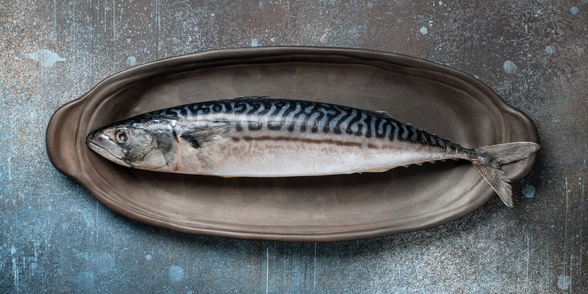 Waggel Blog - Can Dogs Eat Mackerel? - A Nutrient Rich Food For Dogs