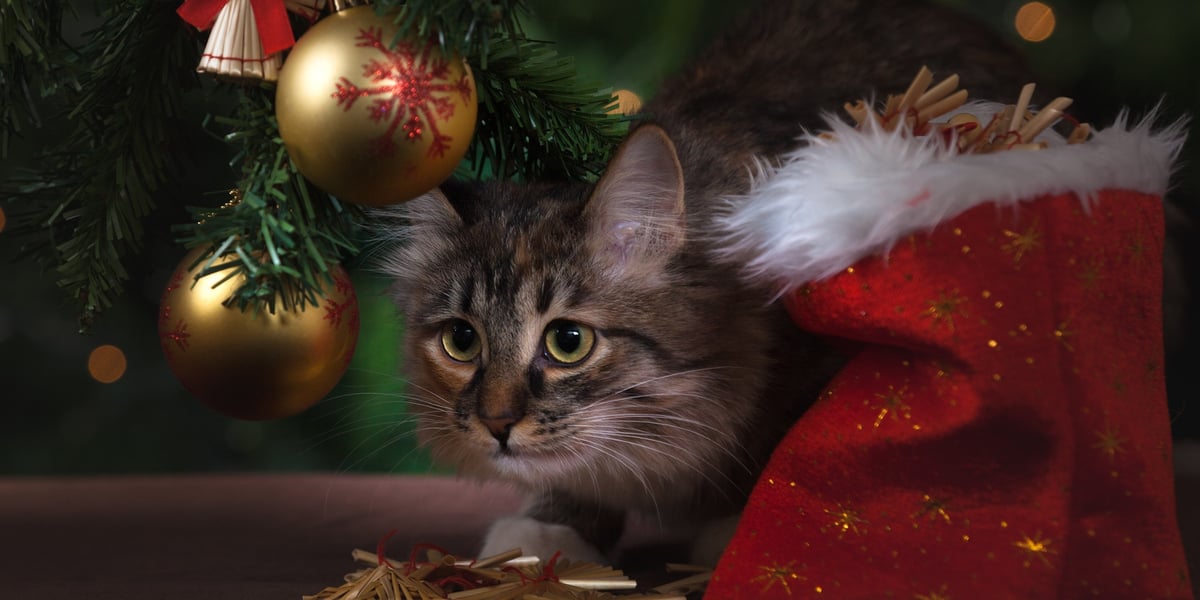 Cat Christmas Stockings