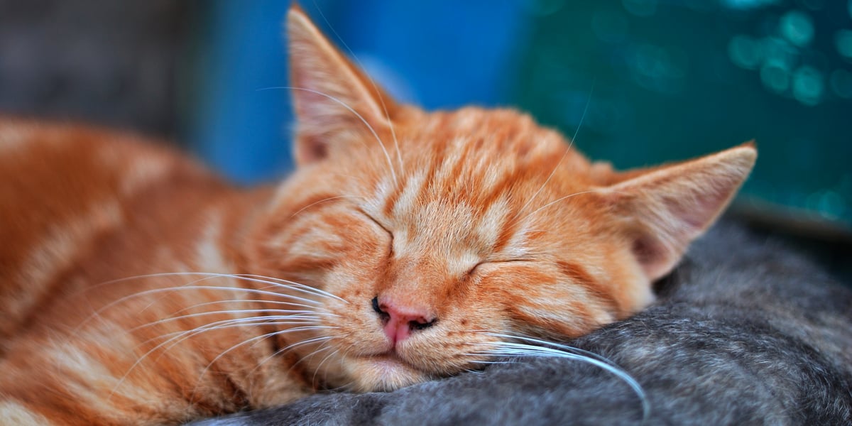 Waggel Blog Do Cat Whiskers Grow Back How Long Does it Take?